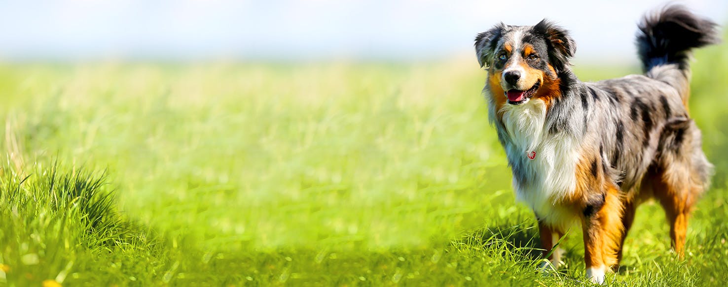 I Am Legend Inspired Dog Names Popular Male and Female Names Wag!